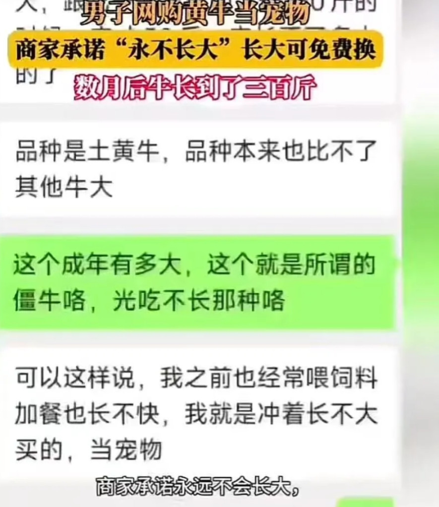 “还能这样白嫖！”江苏一男子网购黄牛当宠物，商家承诺这牛“永远长不大”，如果长大