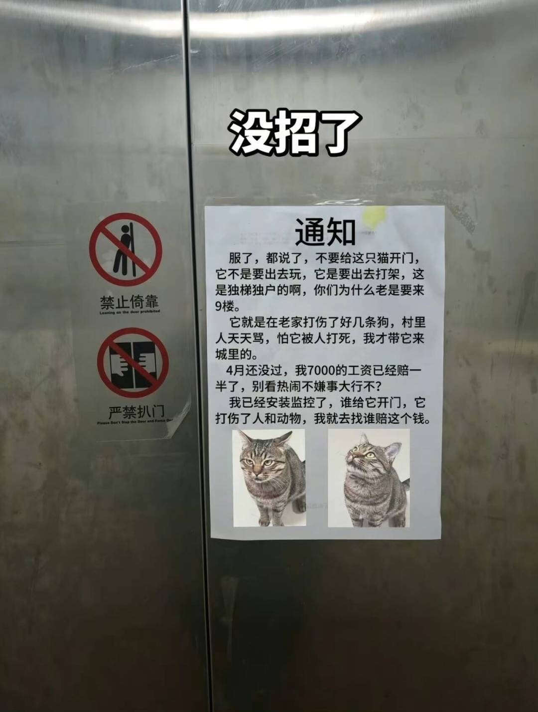 战狂基米，好聪明的一只小猫咪​​​