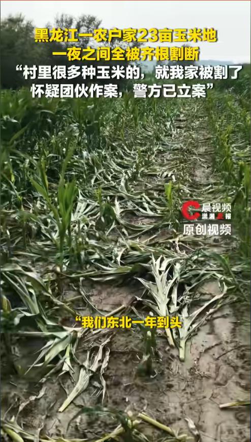 丧尽天良！就差几天，灌浆一满就是收成。二十三亩玉米，却在深夜被人一棵棵齐根割断，