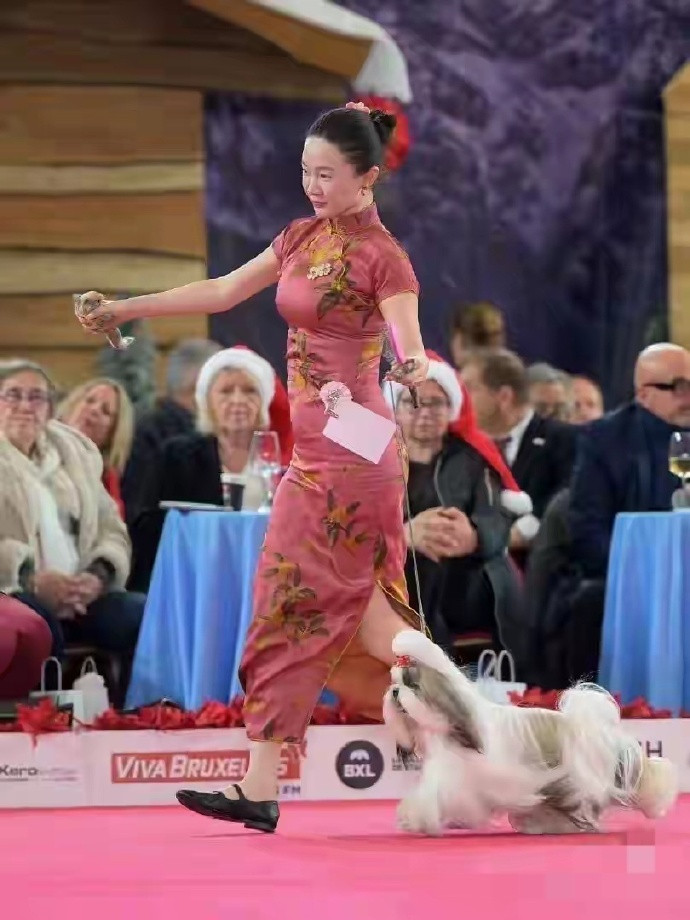 霍思燕带着自己狗狗参加国际比赛，狗狗是中国犬西施。作为唯一的中国代表队，最终这