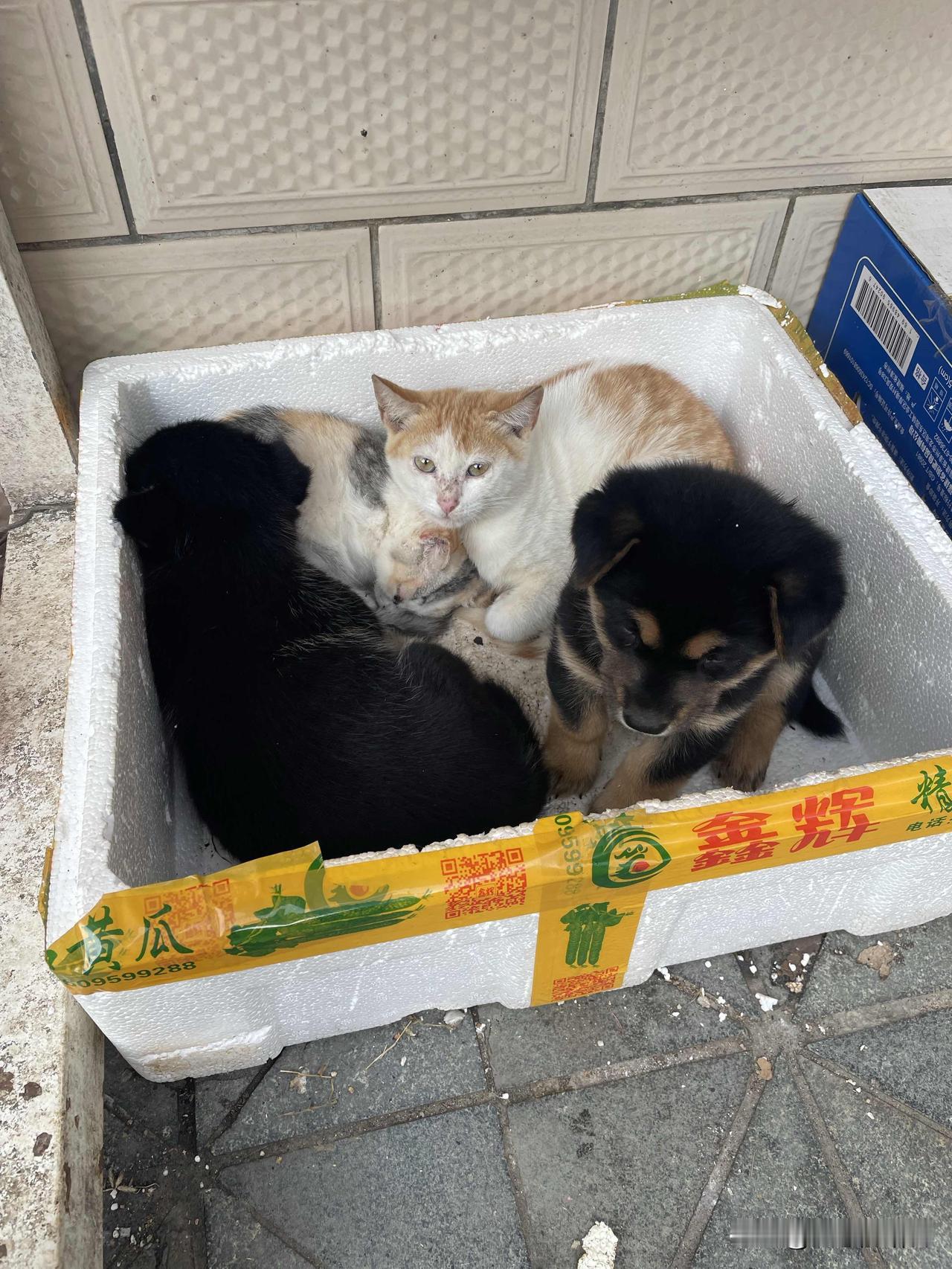 去超市买打折的便宜鱼，遇到一个大姐，我买了一大袋不新鲜的鱼，她买了一大桶不新鲜的