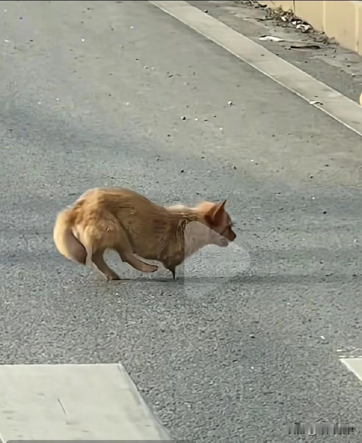 那被人遗弃的流浪狗，面前仅剩下一根骨头，为了生存，在道路上艰难前行。流浪狗户外