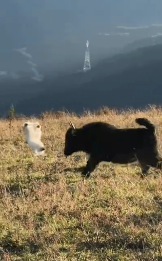 没想到后空翻能成功落地​​​