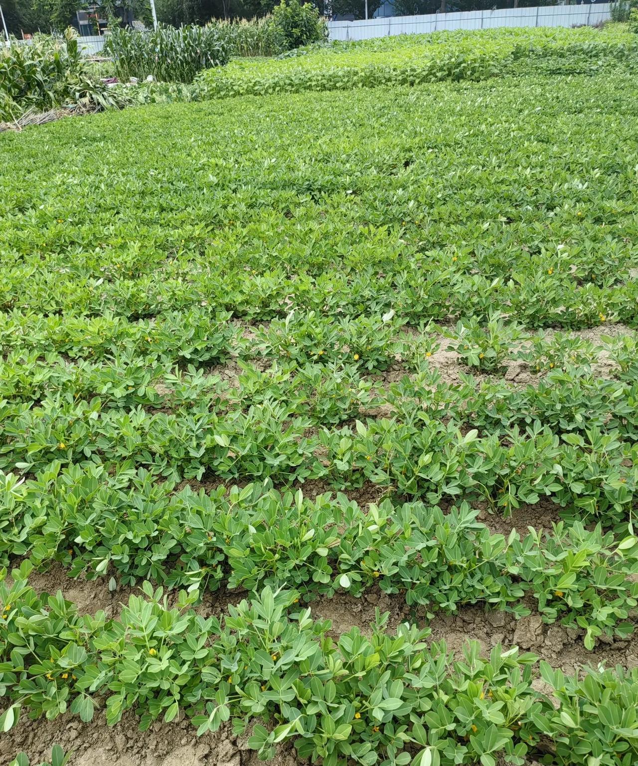 一份耕耘，一份收获！昨天中午去给自己种的花生除草培垄，油菜茬花生虽然种的晚了一些