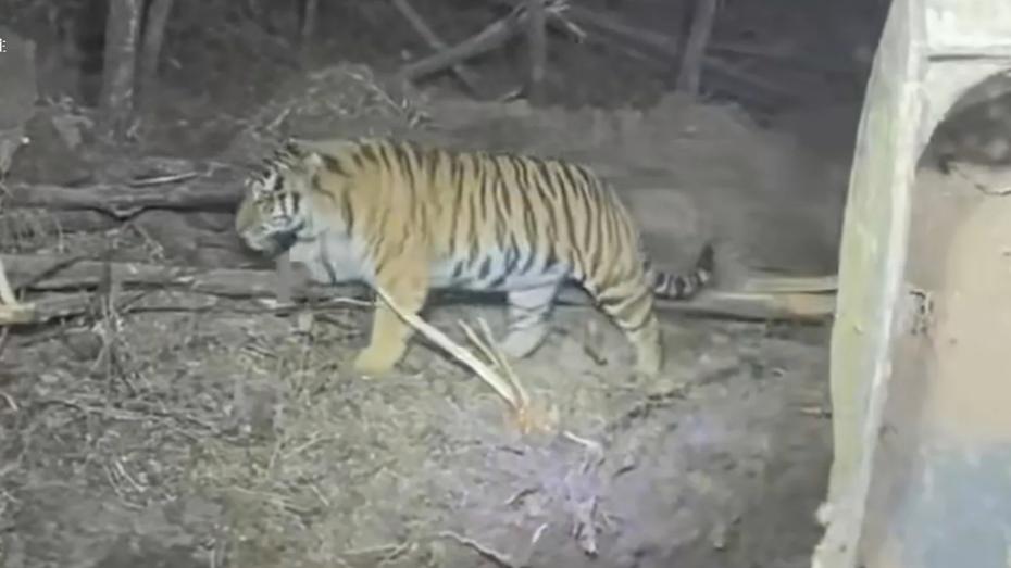 11月30日，吉林延边汪清县在东北虎豹国家公园区域发生了一起人与野生东北虎近距离