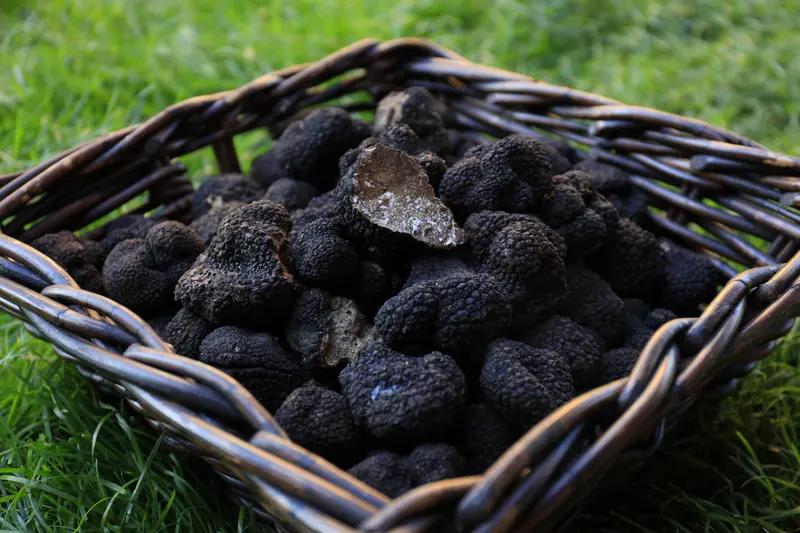 黑松露为啥比黄金还贵？简单来说，就是它长得挑剔，产量低，不好找，还容易坏，营养