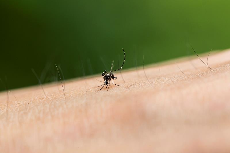 为什么秋后的蚊子叮人更狠? 这3个防蚊细节要注意