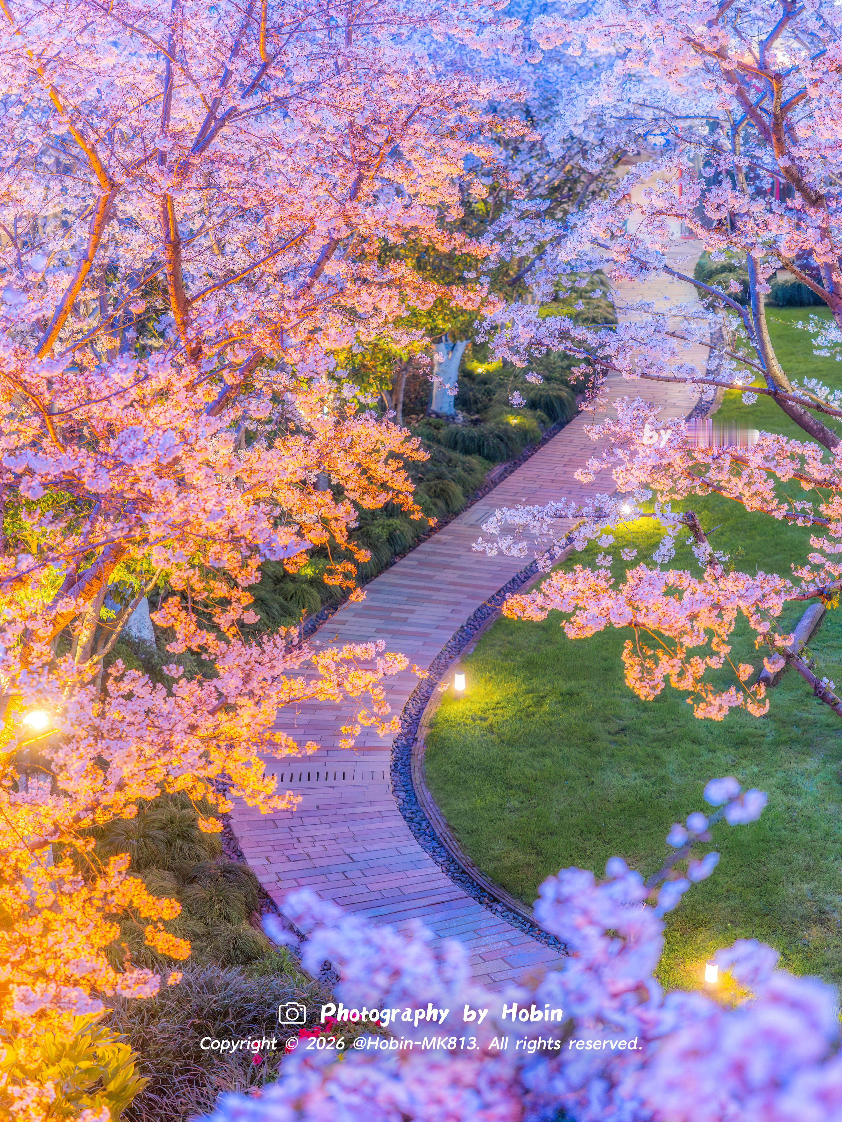 原来樱花和夜色才是绝配🌸城市灯火点亮满树繁花，这是独属于上海的春日浪漫