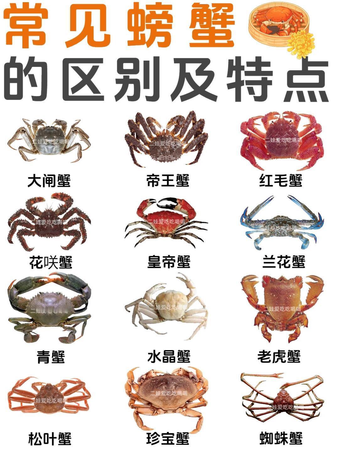 常见螃蟹的区别和特点🦀附口感做法！！！帝王蟹口感:帝王蟹不是蟹类，其体型巨大，