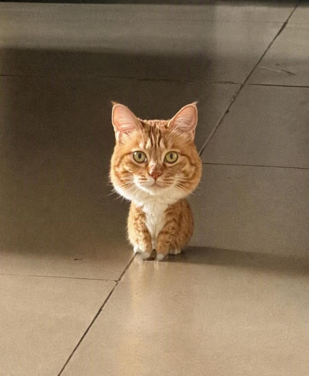 一些大头小猫咪​​​