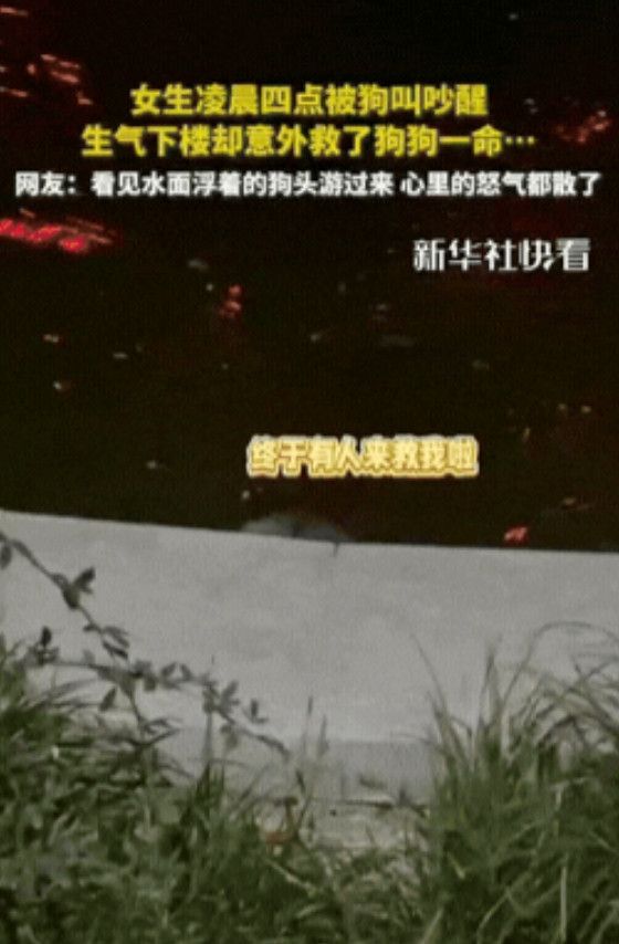江苏连云，女生凌晨4点被狗叫吵醒，生气下楼准备找狗狗主人交涉，不料，原来是一小狗