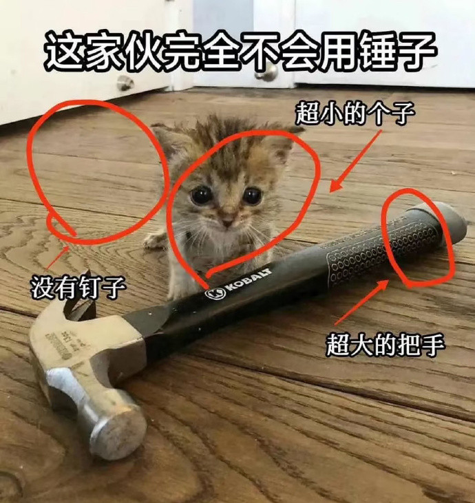 都是摆拍，有的猫根本不会！