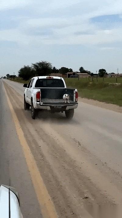 皮卡车头还在冲，狗子猛地从车斗里一跃而下，四爪刨地狂奔。司机根本没停！后视镜里