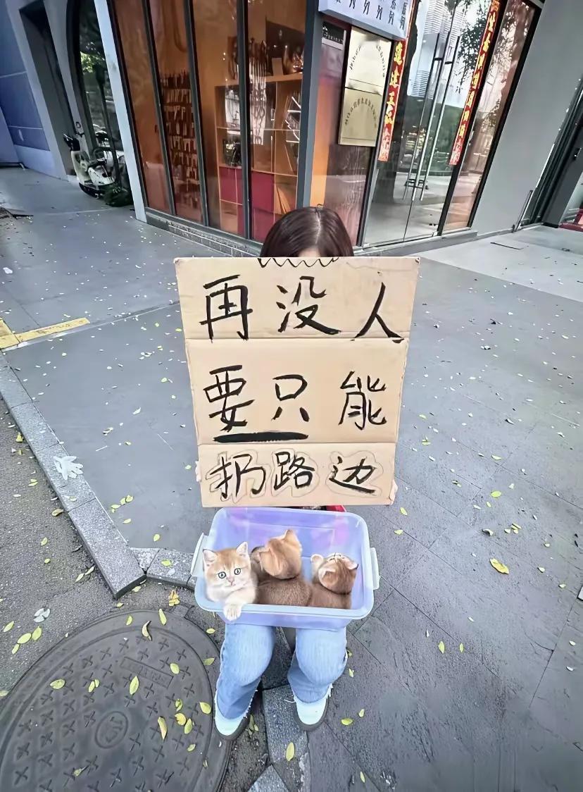 哇！可爱的三小只在找主人呢？你愿意带它们回家吗？[呲牙笑]