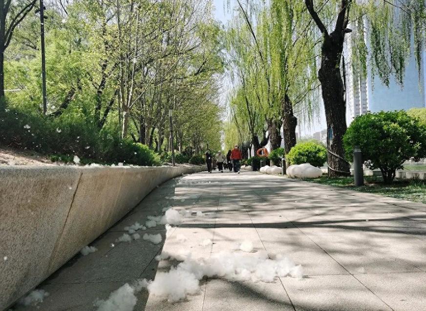 北方杨柳絮漫天飘，为何我们明明有办法却不敢砍树？每年春季北方多地杨柳絮肆虐，不