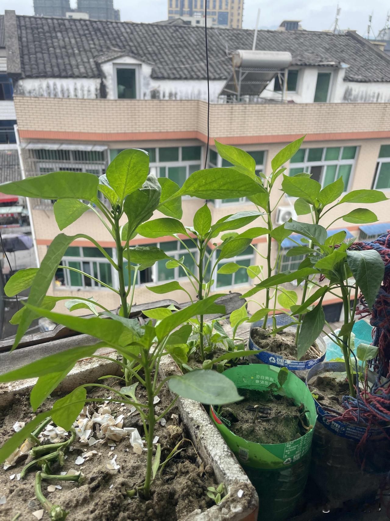 网购的辣椒苗，不知道两个月后能不能实现辣椒自由[呲牙笑]
