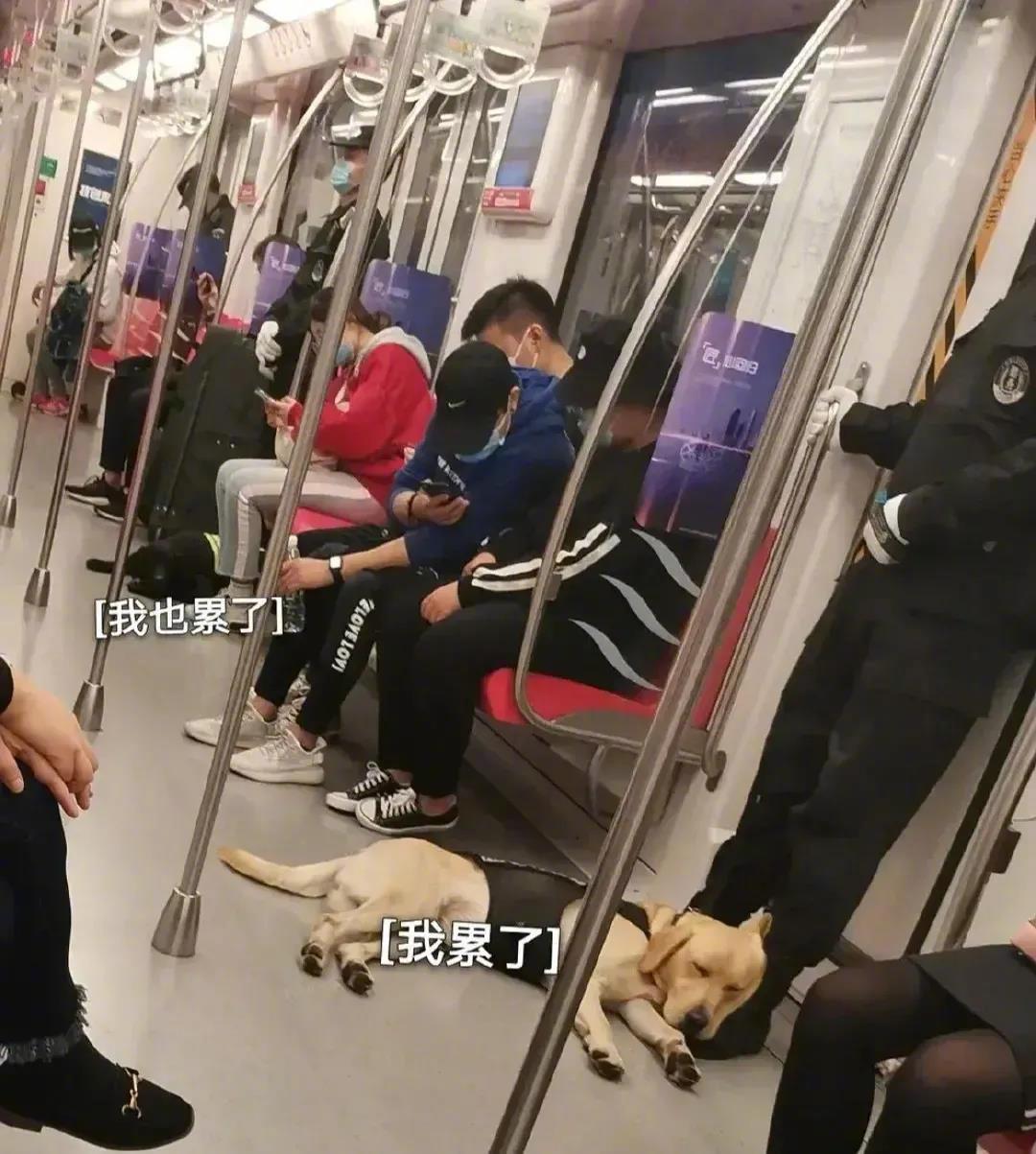 上海地铁那条“有编制”的网红警犬，你看它委屈巴巴地不想干活，这还如何是好？