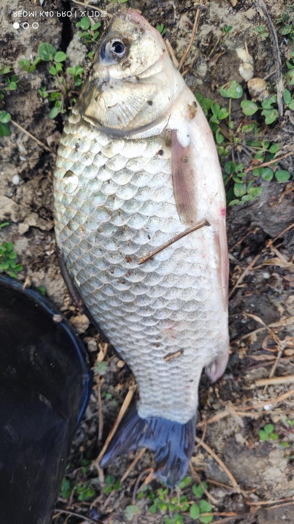 会钓鱼的用大钩细线，不会钓鱼的用大线小钩。我见过很多新手钓友喜欢自己在家里绑钩