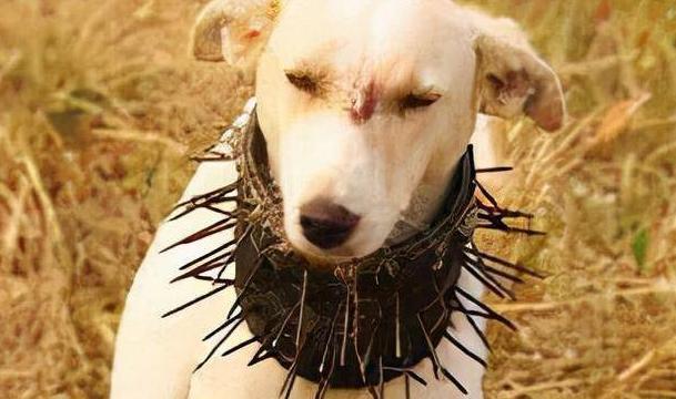 一位藏区的牧民告诉我，90%的人不知道，在牧羊犬脖子上套上防狼项圈，狼群就不敢招
