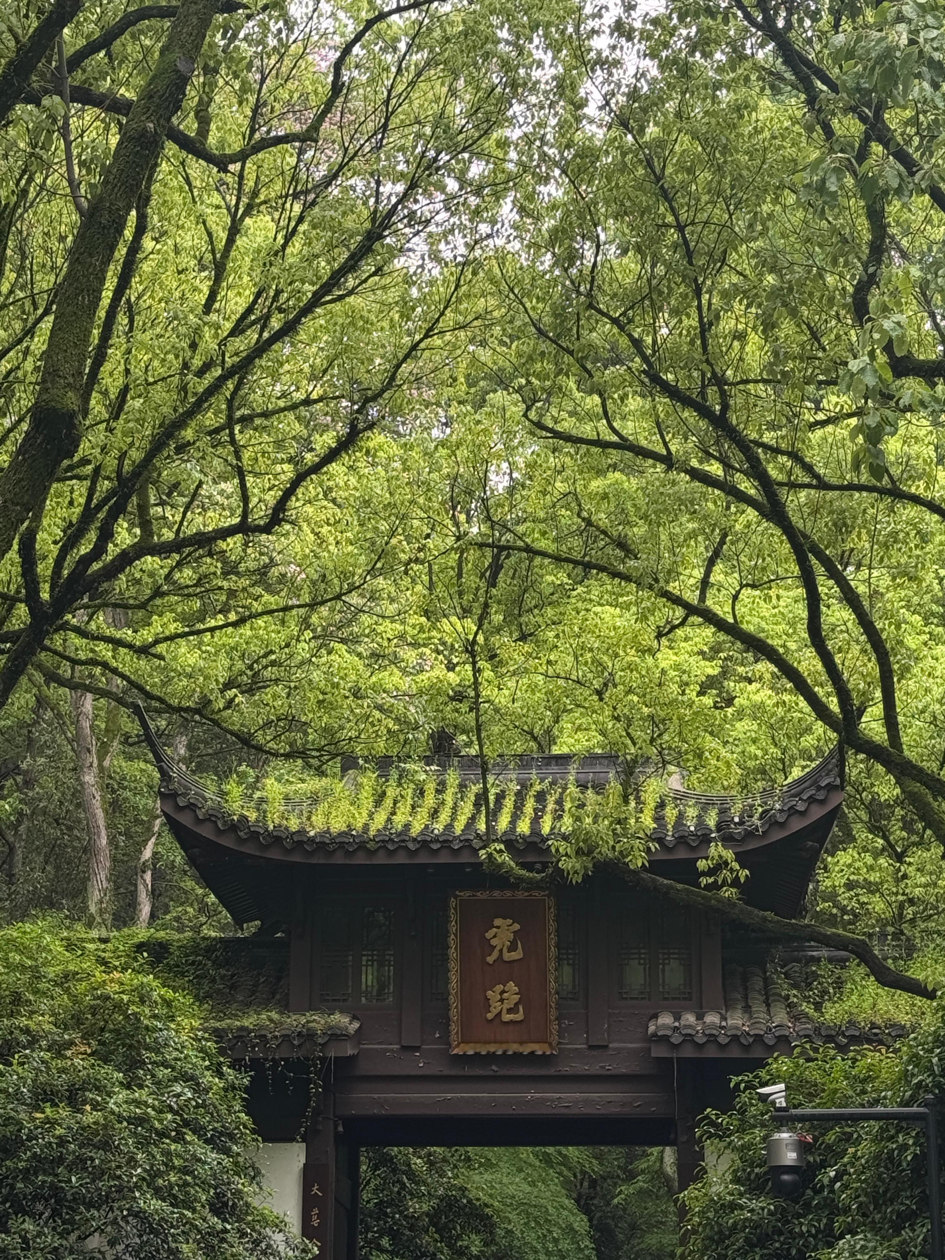 吸氧日（有没有人想我了我来和你们呼呼杭州·虎跑公园