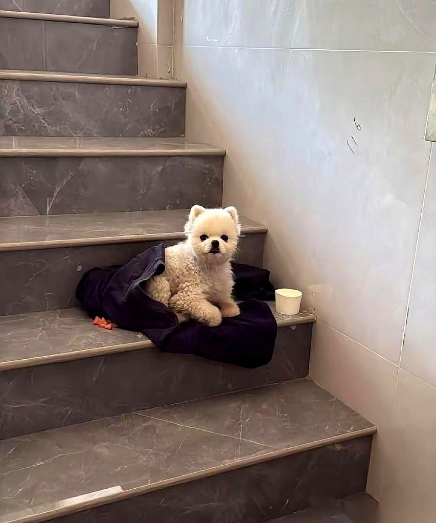 她伸手去摸那条狗的时候，狗冲她炸毛了，龇着牙，叫得那叫一个凶。她还愣在那，嘴里