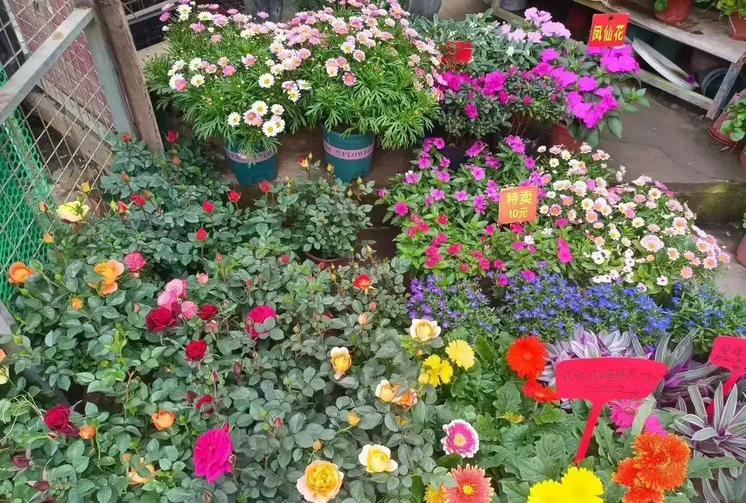 一个已婚女人发帖说2026年春节要去打日结，因为婆家回不去，娘家也不让进。她写