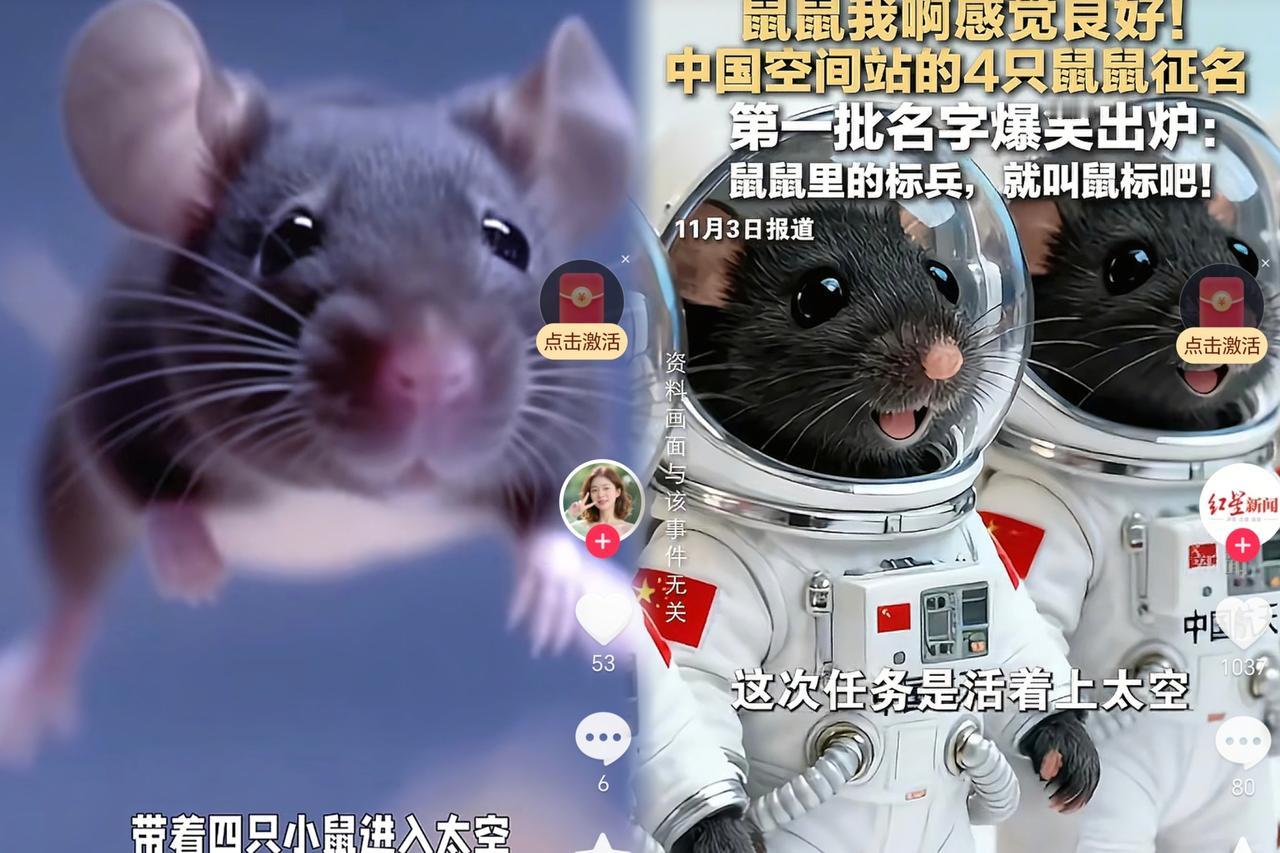 “神舟二十一号航天员安全回家我一点不意外，最让我意外的是，四只小老鼠也跟着“神舟
