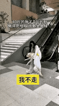 商场里也可以把狗带进来，这让人有些无法理解，难道商场就没有相关的规定和要求？就任