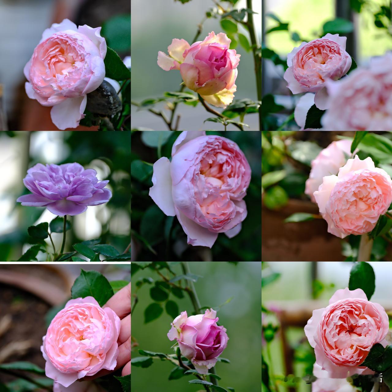 今年开始种爬藤月季花花可是真美啊月季的品种千千万还都很浪漫前天又下单一款