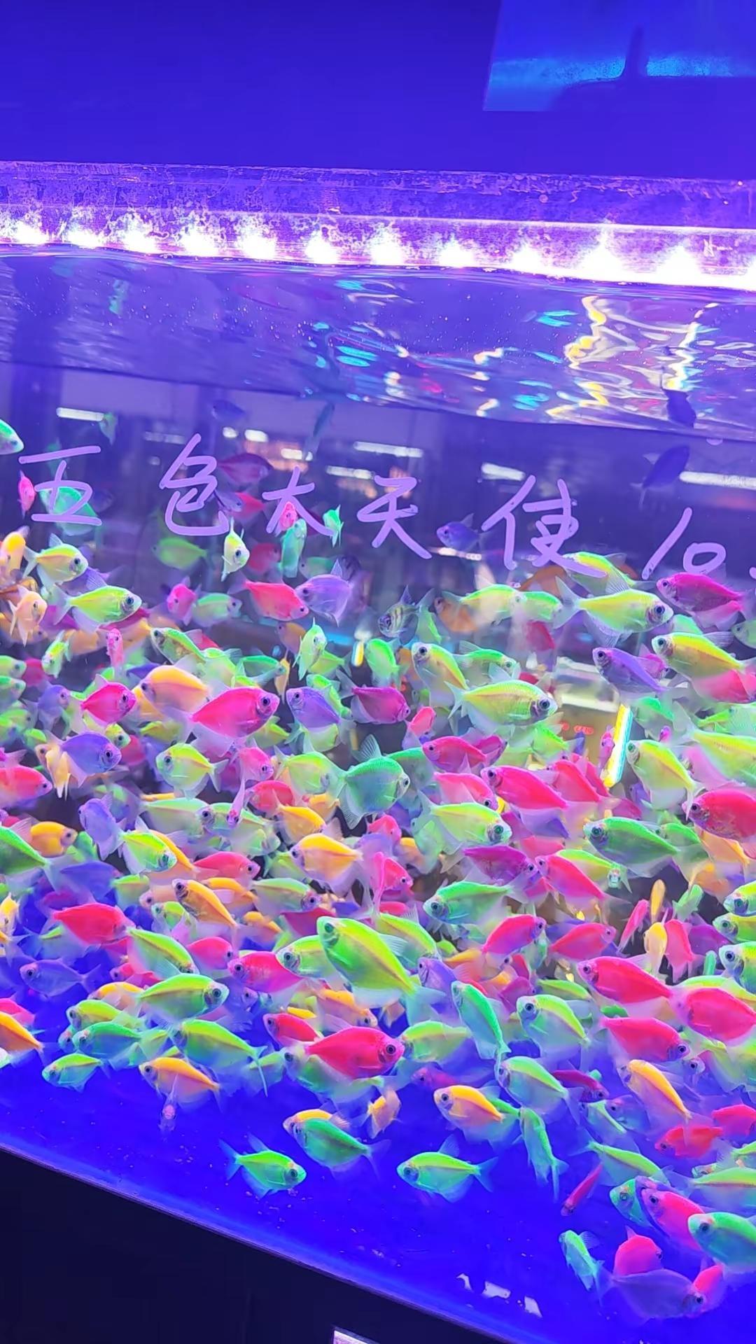 这地方鱼真便宜！这地方适合各个年龄阶段的人来可以吃饭可以看花可以看宠物可以拍照打