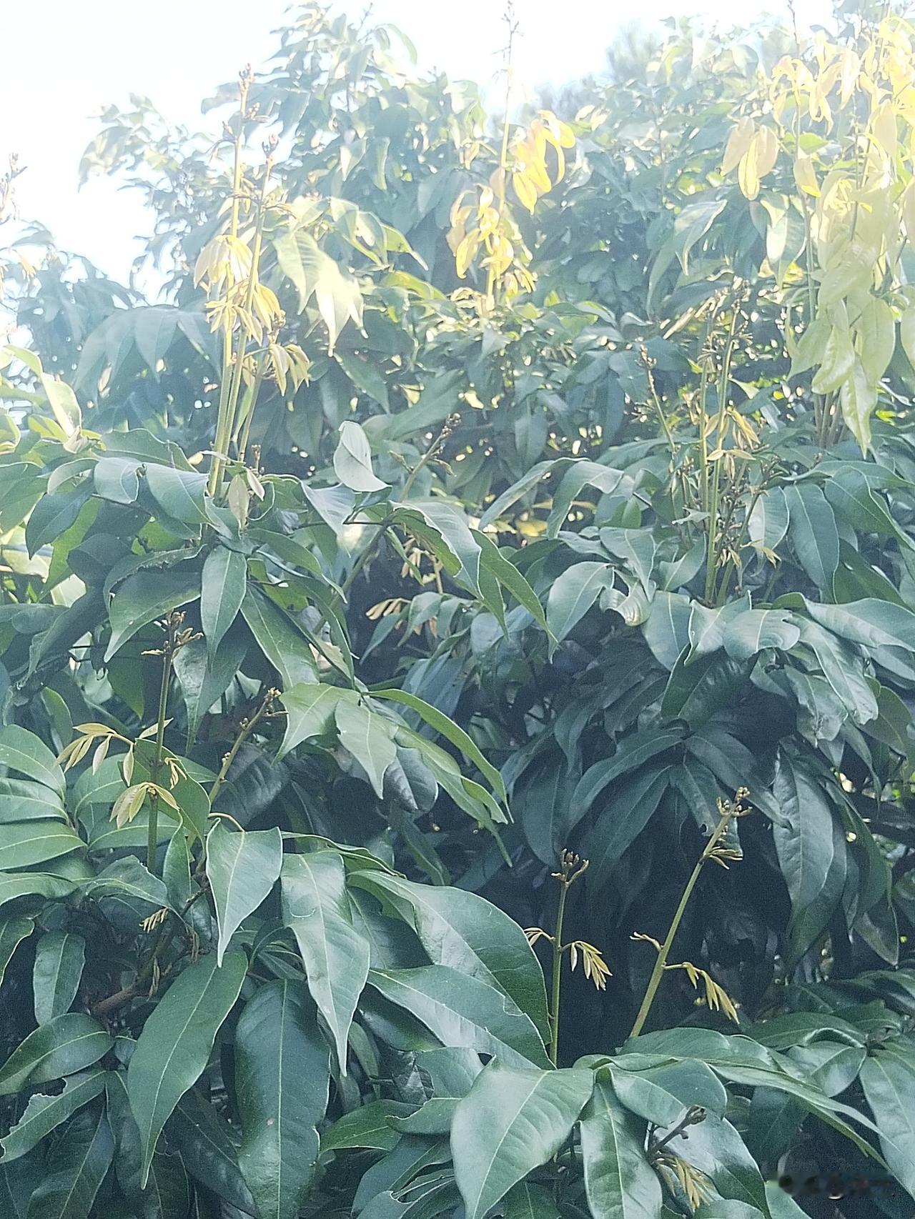 荔枝树在日暖夜冷中蜕变前几日瞧见树顶冒出几支嫩芽，我的心瞬间揪紧，不安涌上心