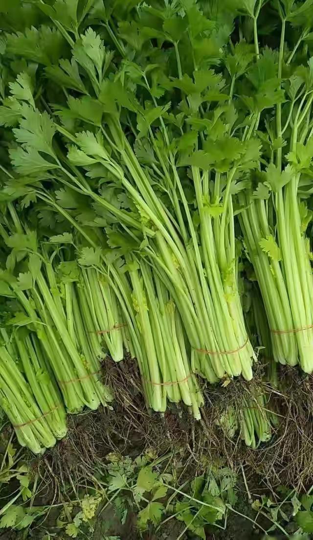 以前为什么很少吃芹菜叶？老人说：芹菜叶吃了会耗神，耗阳气。河东坡上老家就一直吃芹