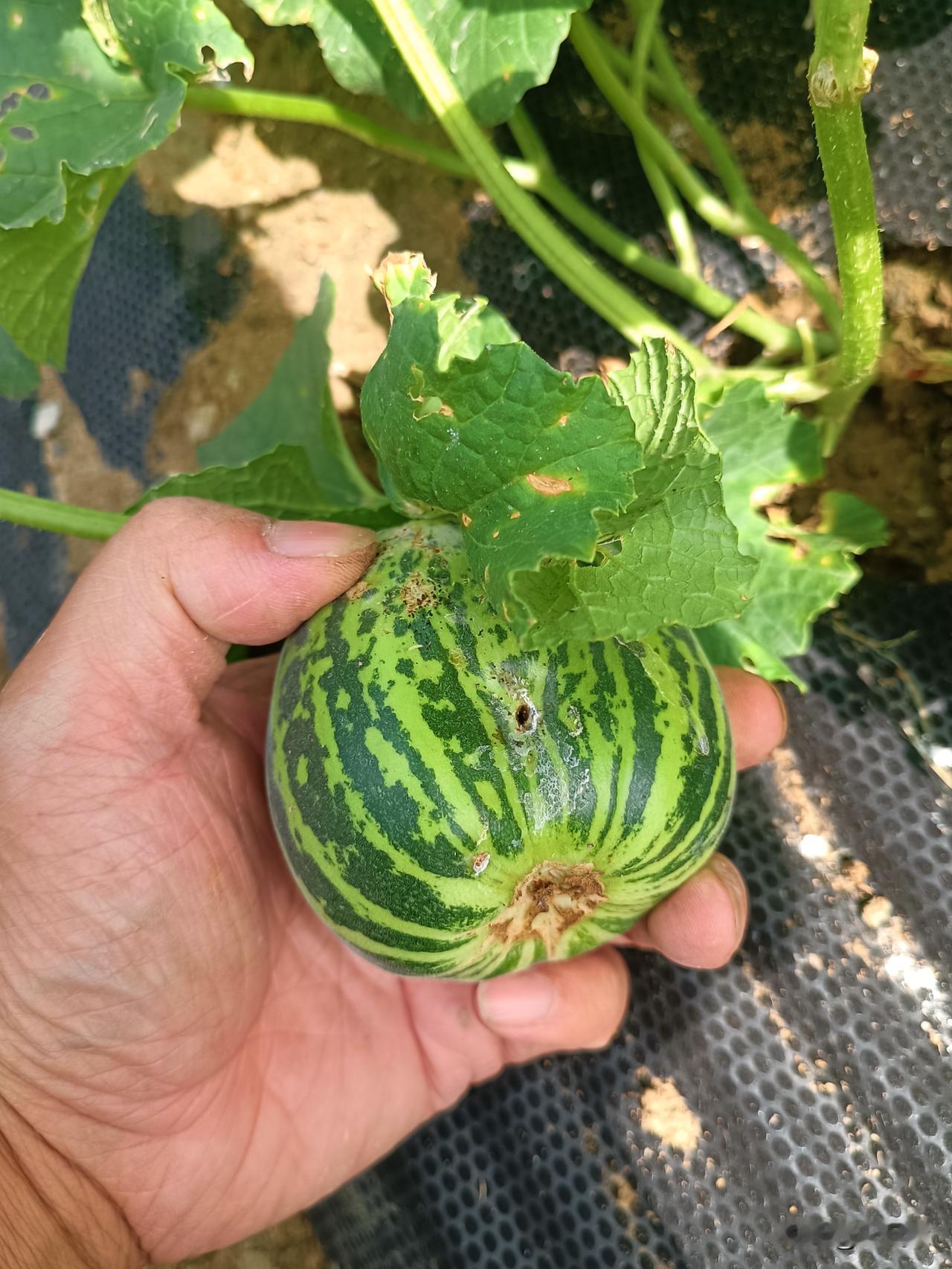 多灾多难的小甜瓜满身虫痕，叶片残破，这颗小甜瓜顽强挂在藤上。菜园里的果实，不