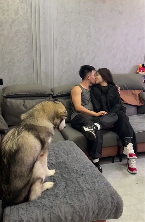 旁边的狗子都不好意思看了