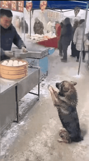 饥寒交迫的流浪狗到包子铺想要点吃的谁知摊主拿起热水对着它就浇了上去，只好灰溜溜的