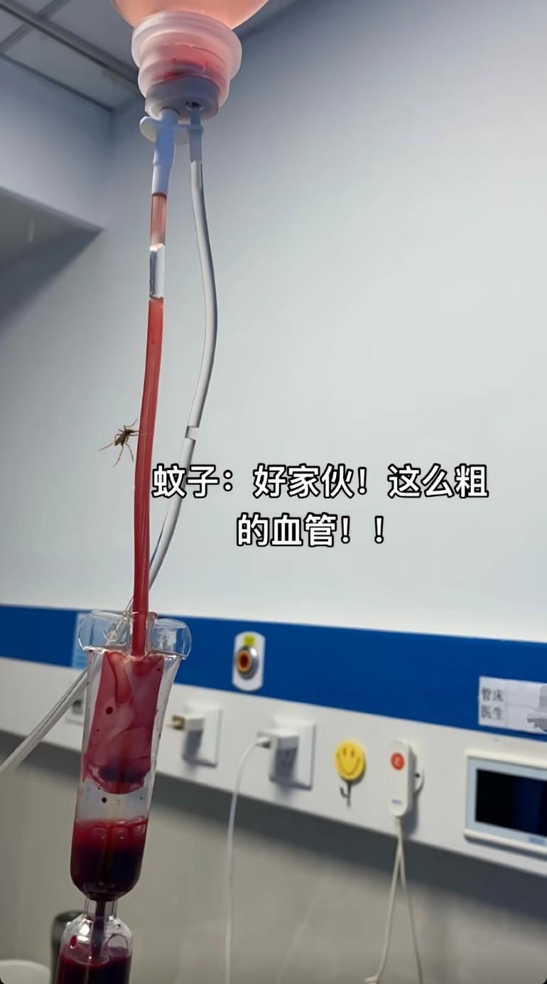 这蚊子心想也算是喝上预制血了蚊子：好家伙，这血管够我吸到天荒地老。嘴都戳歪了也
