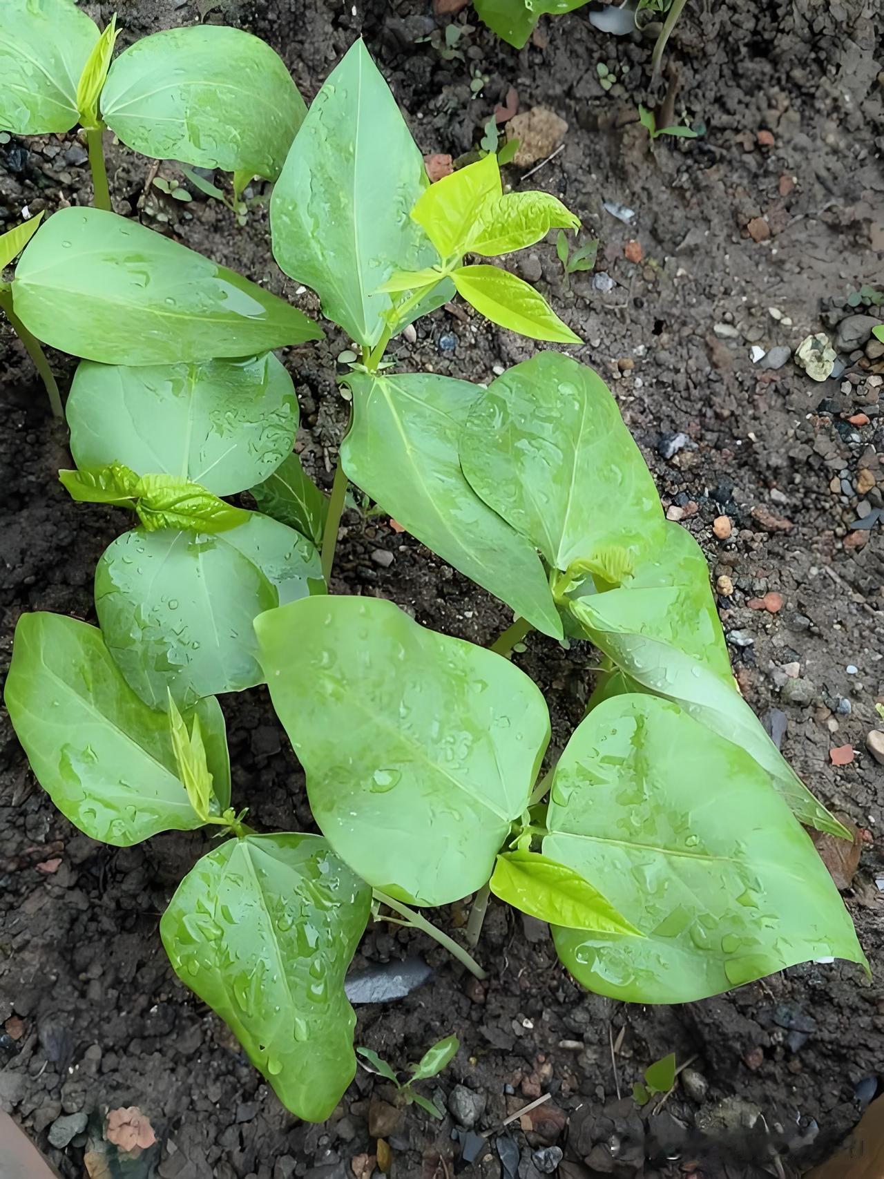 只要旱不死就往死里旱，种豆角牢记这句老话豆角小苗刚冒头，千万别天天浇水伺候