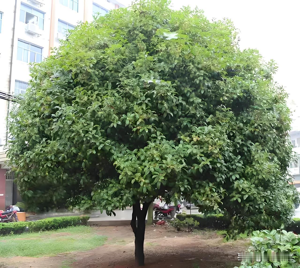 有史料记载，南唐李后主讨厌清暑阁前长出杂草，一位大臣很有经验，让人用桂枝屑散布在