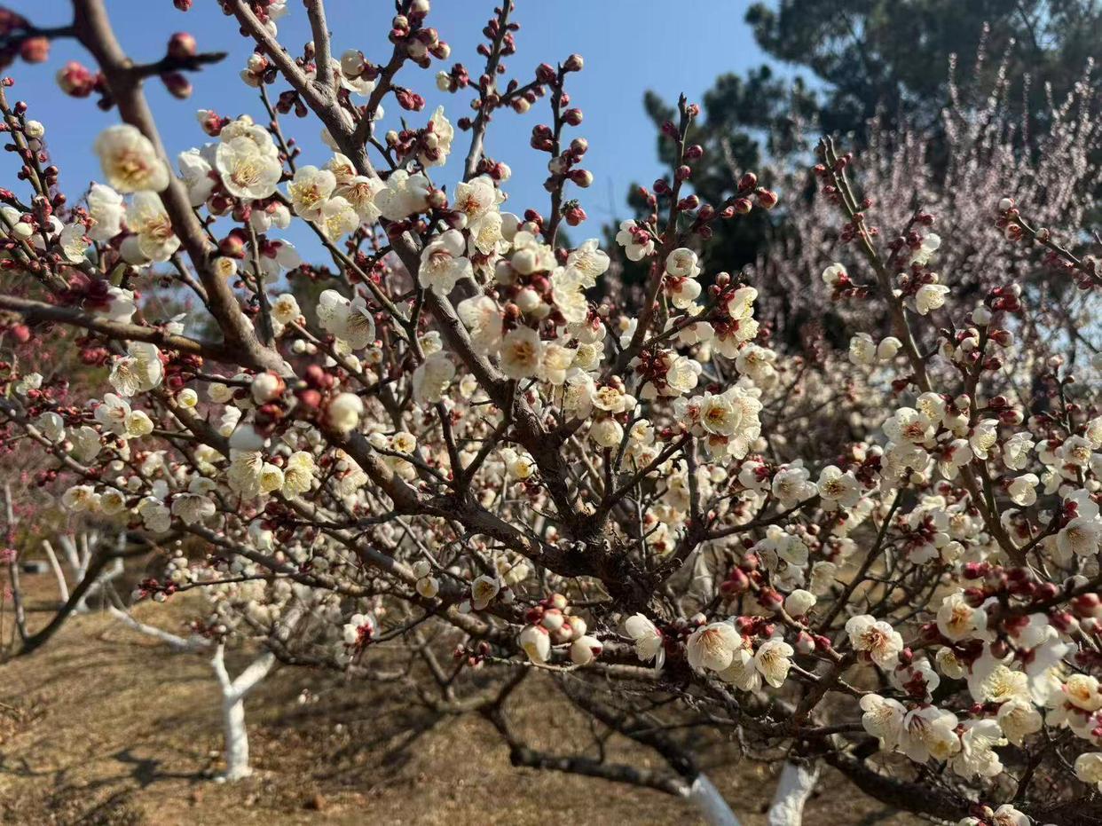 青岛人挤爆了！梅花节引爆全网，这片藏在山海间的“粉色烟霞”，才是春天最顶级的浪漫
