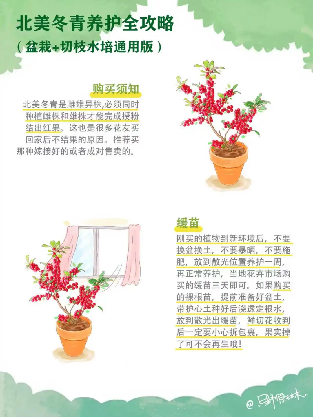 北美冬青养护全攻略，盆栽+切枝水培通用