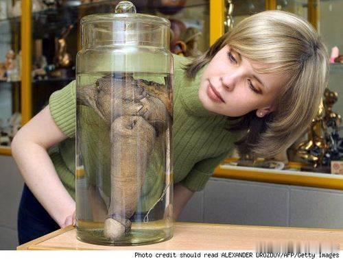 大妈昨天写的那个标本网友找到了图片