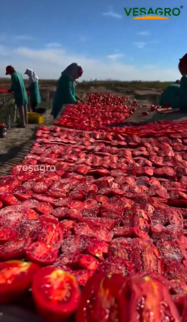 分享一种西西里风味的番茄保存方法：将番茄略微挖空，在里面加入岩盐，用纱布盖住晾晒