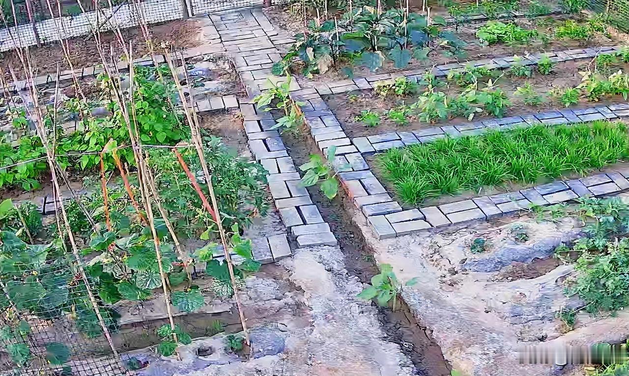 种了一年小菜园后，我决定以后坚决不买那种蹲在路边老人卖的农家菜了。去年，我租