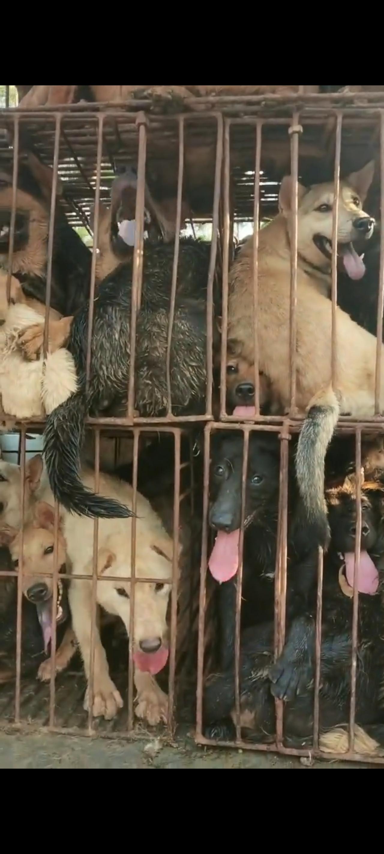 面前的这些狗狗当他们被狗贩子拉到屠宰场之际，她们已经没有任何能够生存下来的可能！