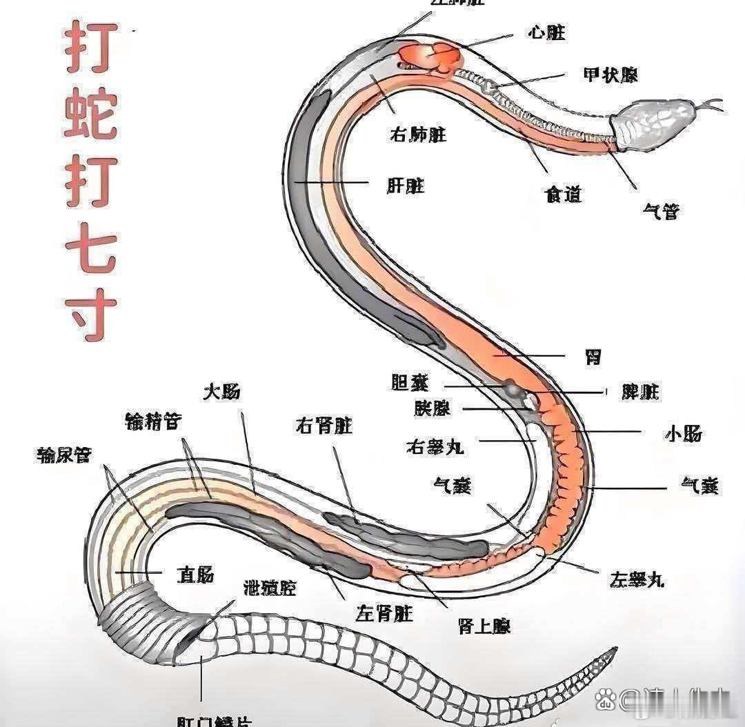 看了蛇的剖视图才恍然大悟🔥：打蛇为什么要打七寸