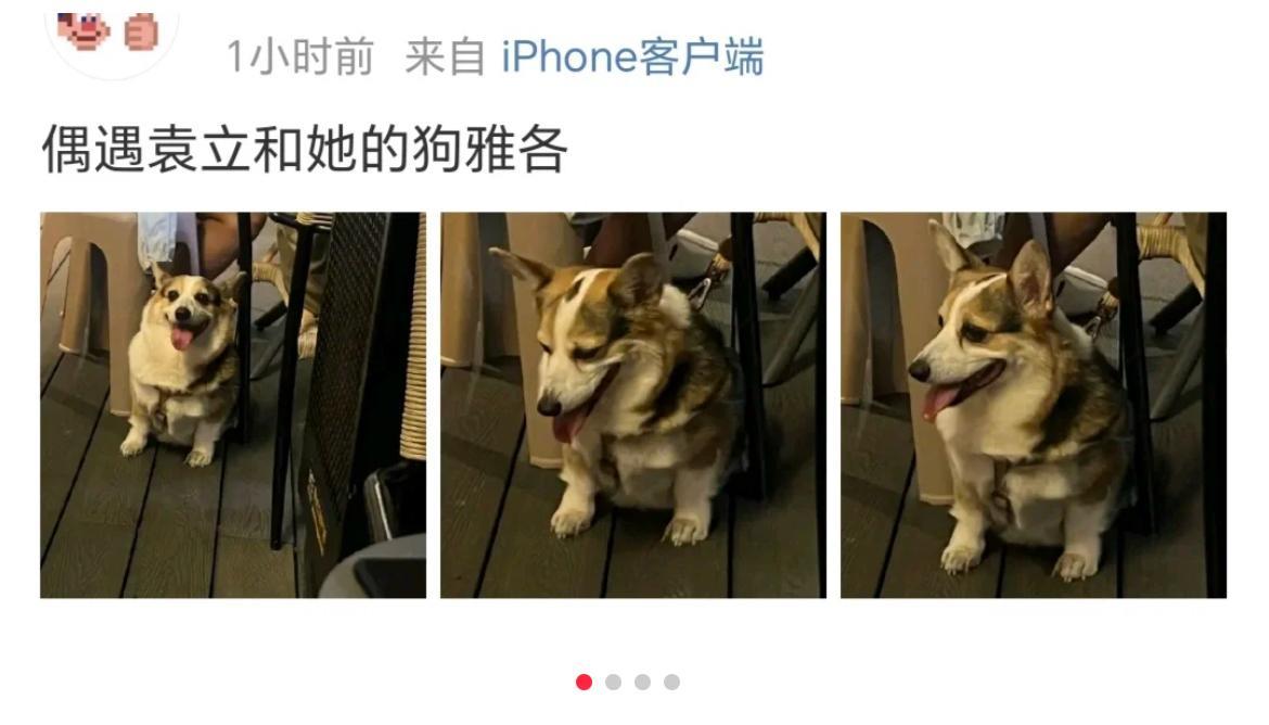 不养狗的人可能理解不了，前男友怕袁立偷狗，上班都带着狗，袁立还是潜入公司把