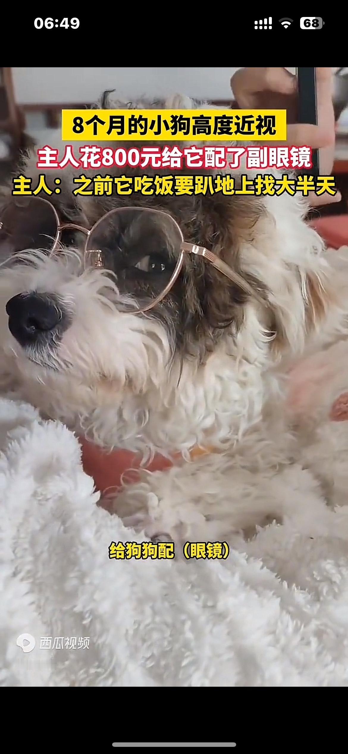 8个月的小狗高度近视，主人花800元给它配了副眼镜，主人：之前它吃饭要趴地上找大