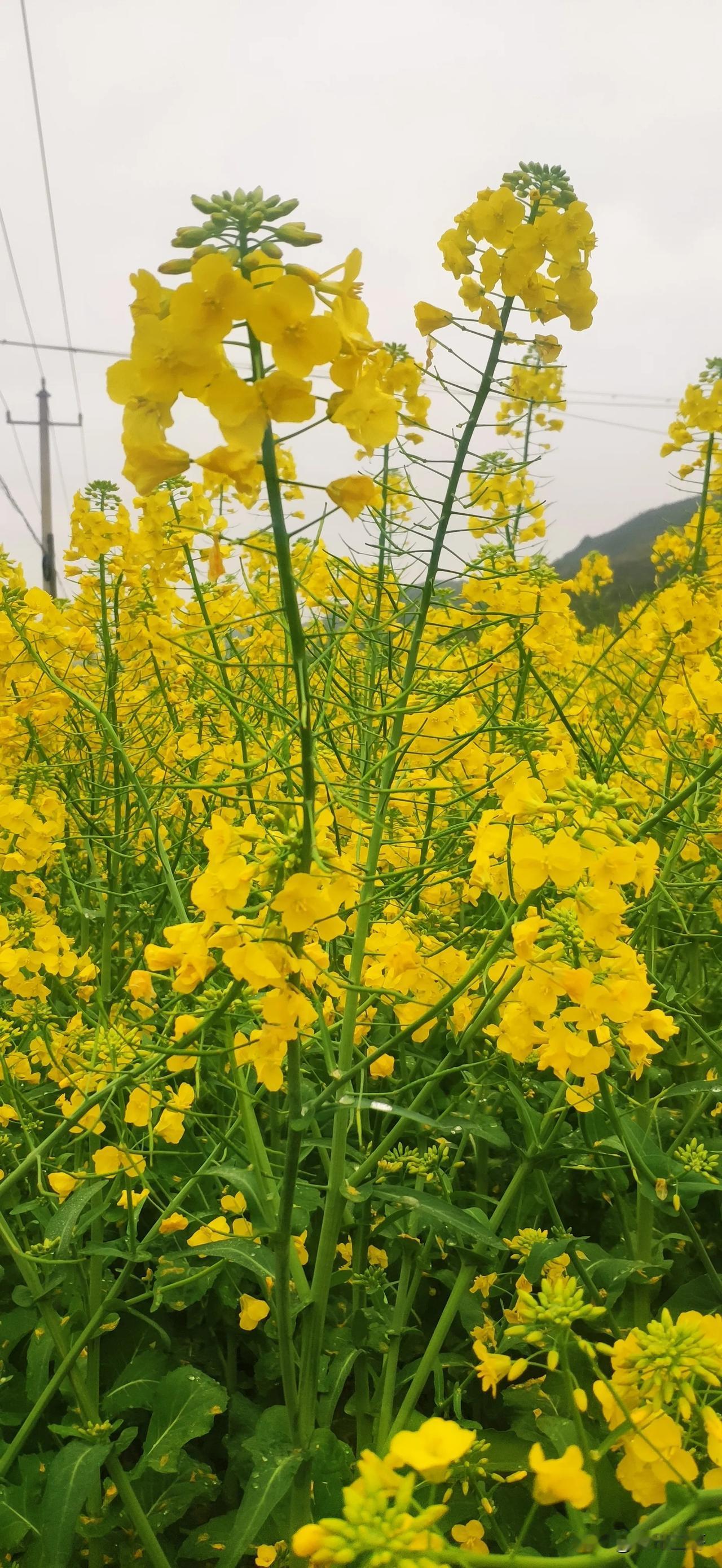 油菜花，那是大自然中一抹璀璨夺目的金黄。每到春天，广袤的田野仿佛被铺上了一层金色