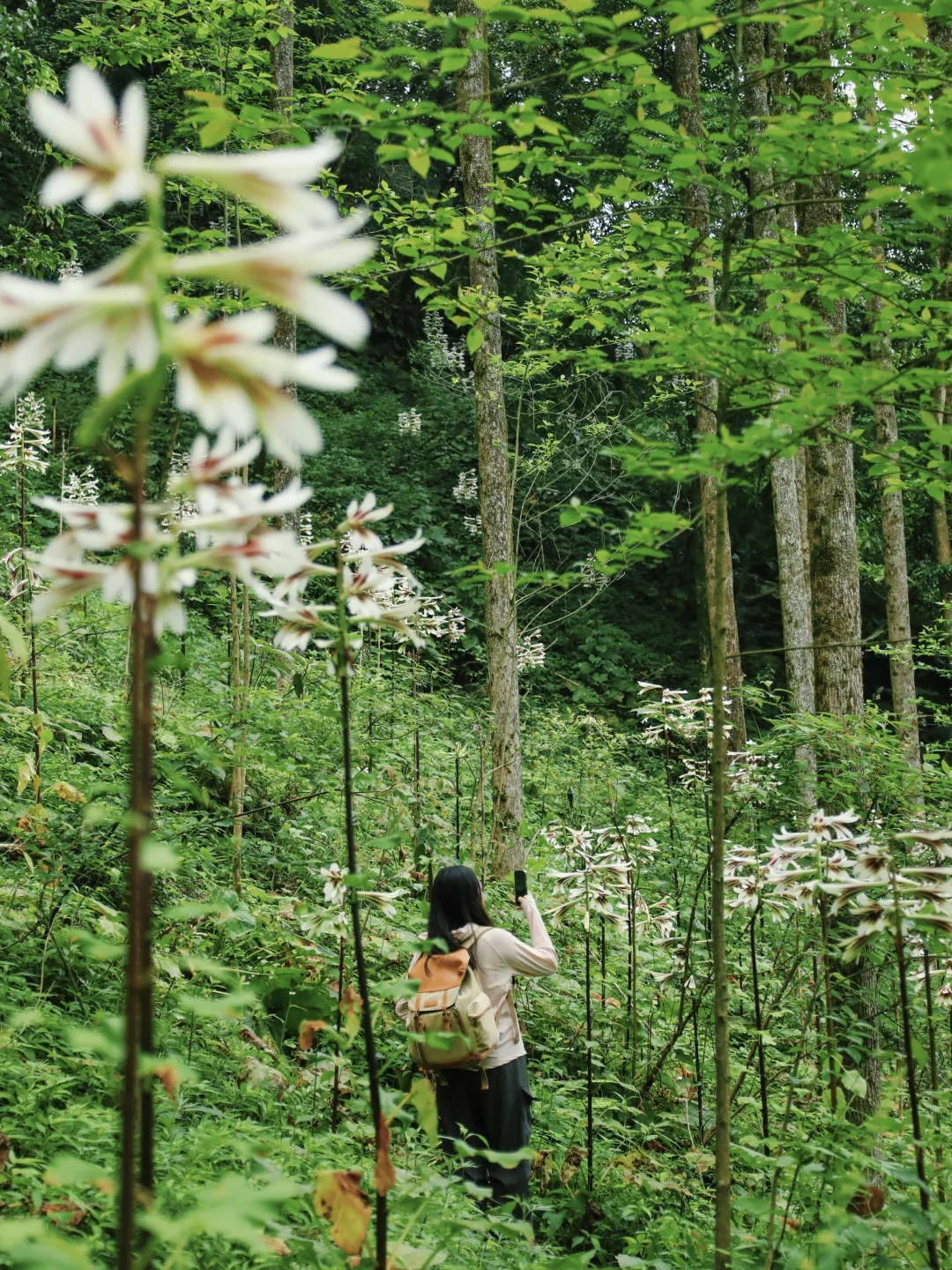 真的开了！就在都江堰！巨型野百合谷！