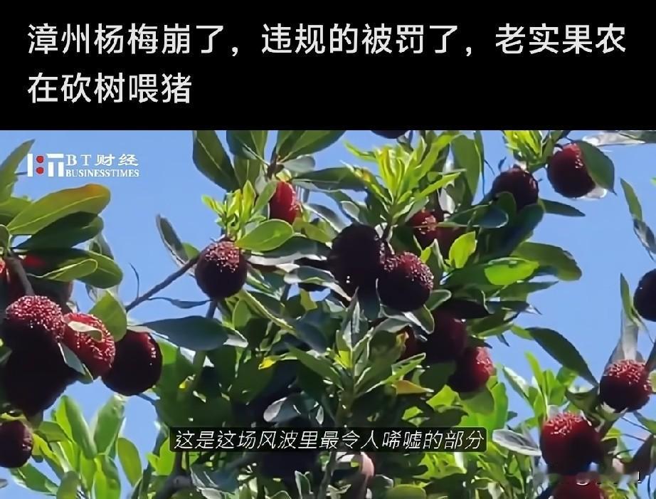 杨梅危机冲上线：谁能守住吃果子的底线？福建漳州的杨梅最近出事了。5月份，浮宫